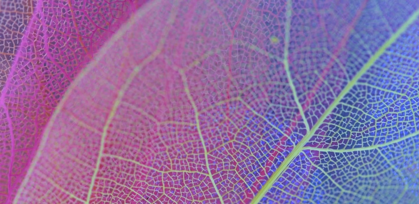 Abstract close-up of colorful leaf veins used as EuroMedLab 2025 event hero visual background.